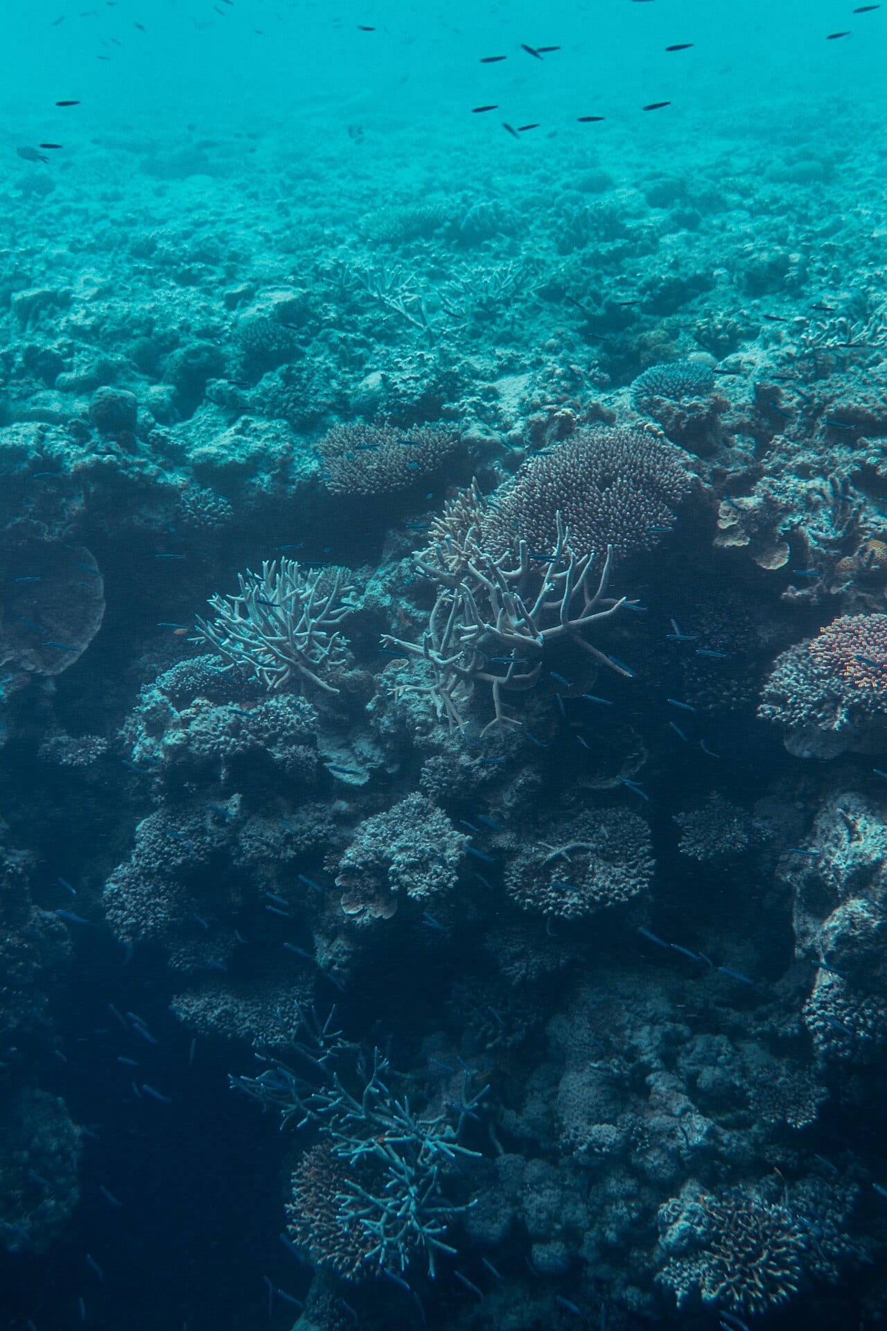 Большой барьерный риф — подводные кораллы