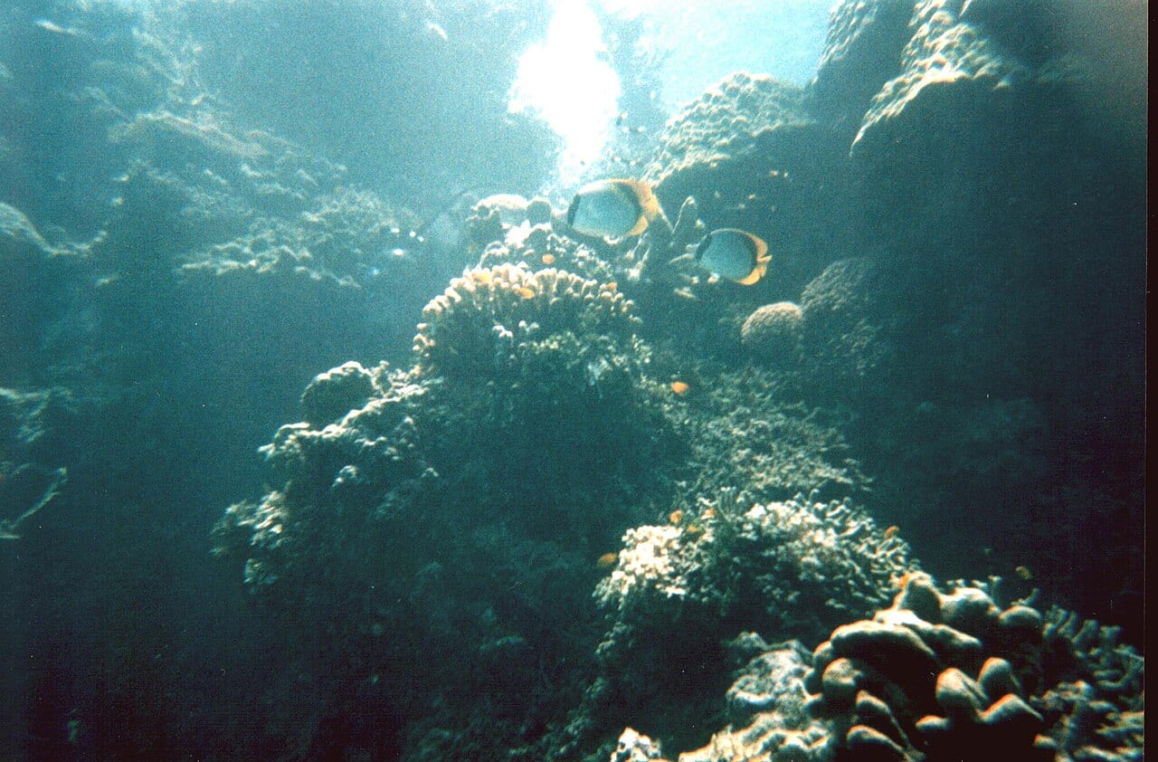 Большой барьерный риф — подводные кораллы