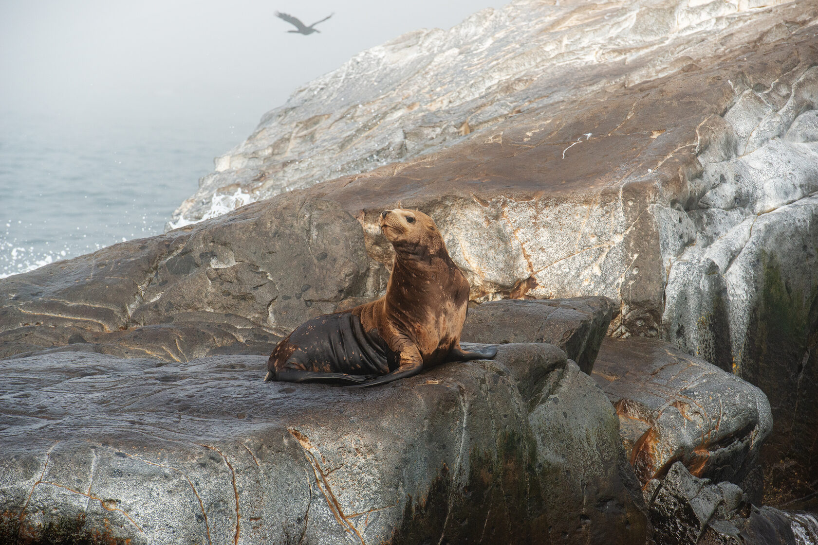 Сивучи на лежбище