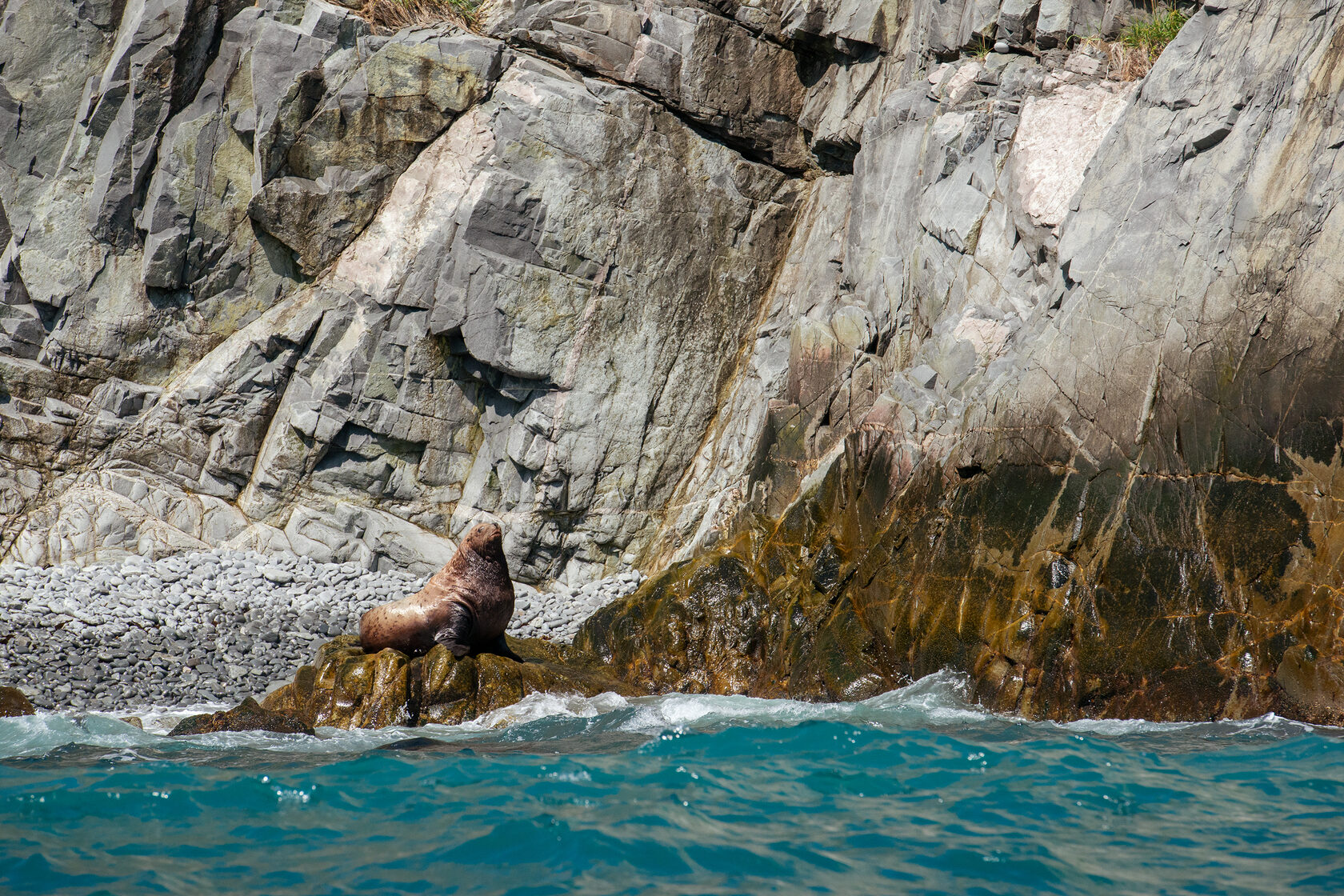 Колония сивучей