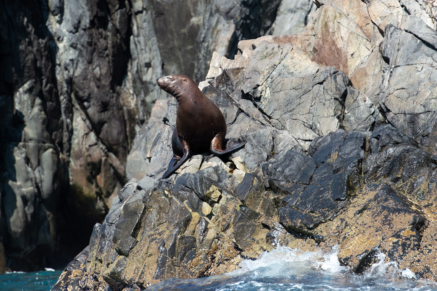 Сивучи в воде