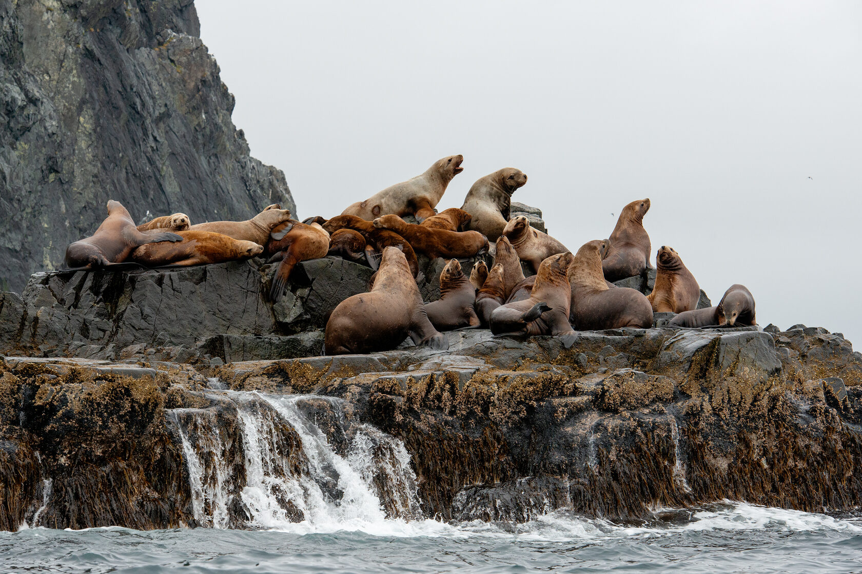 Тюлени на берегу