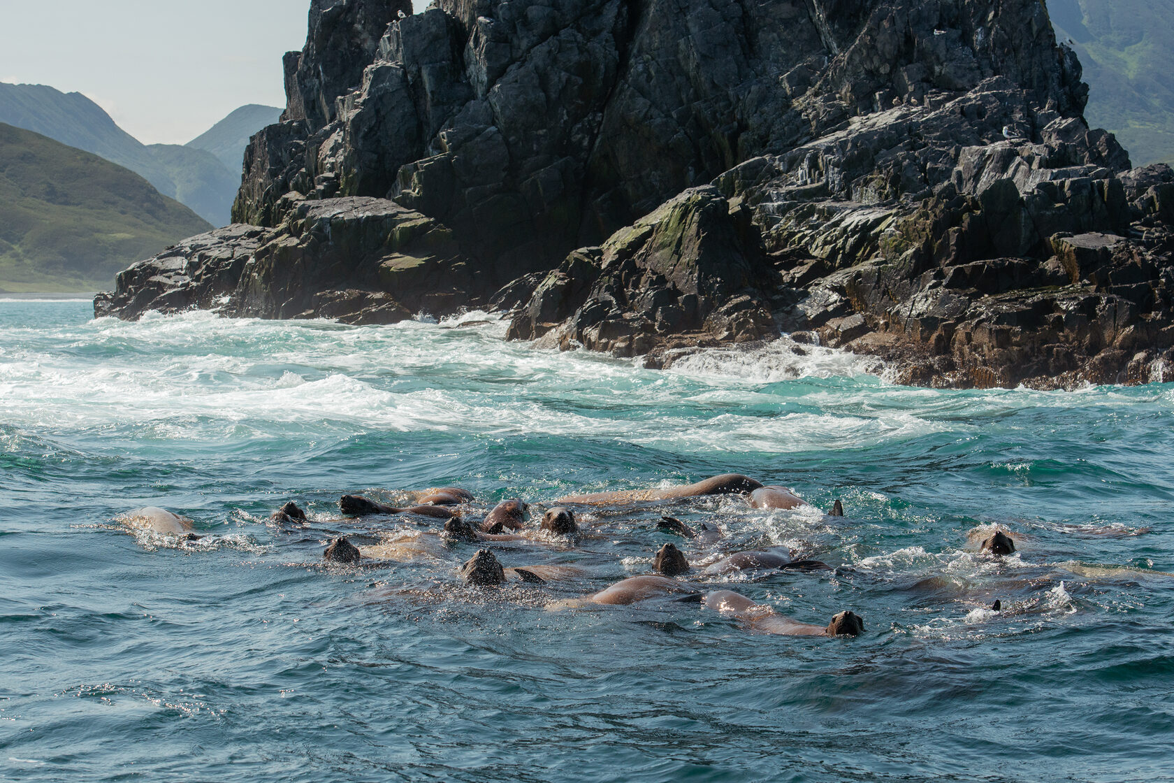 Сивучи Камчатки