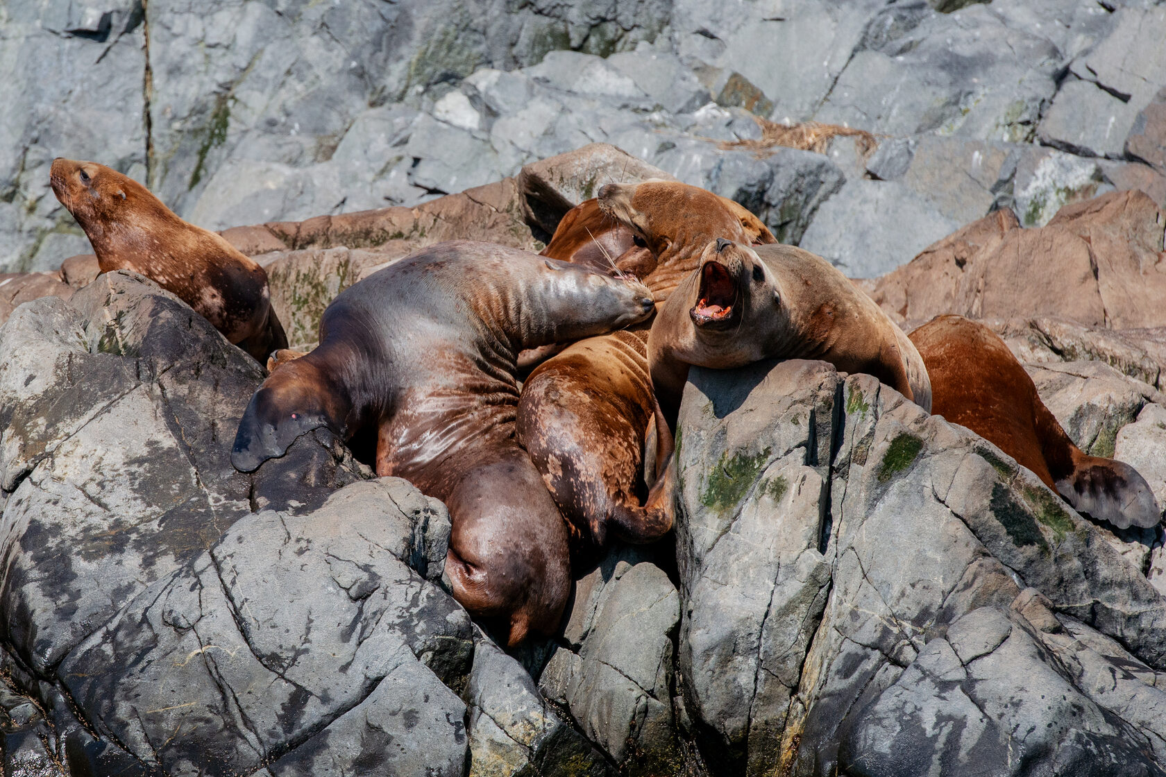 Морские львы
