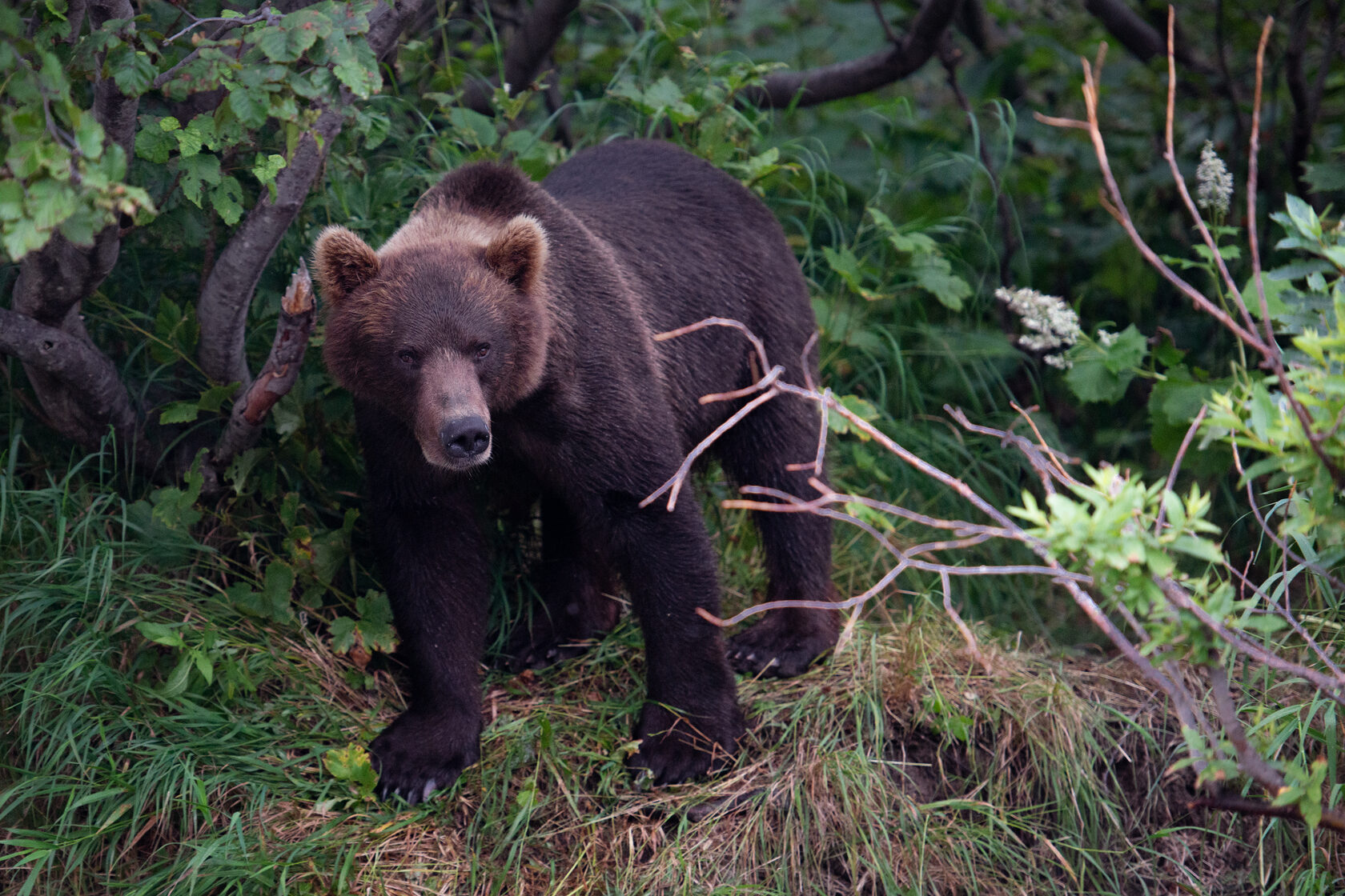 Камчатский медведь