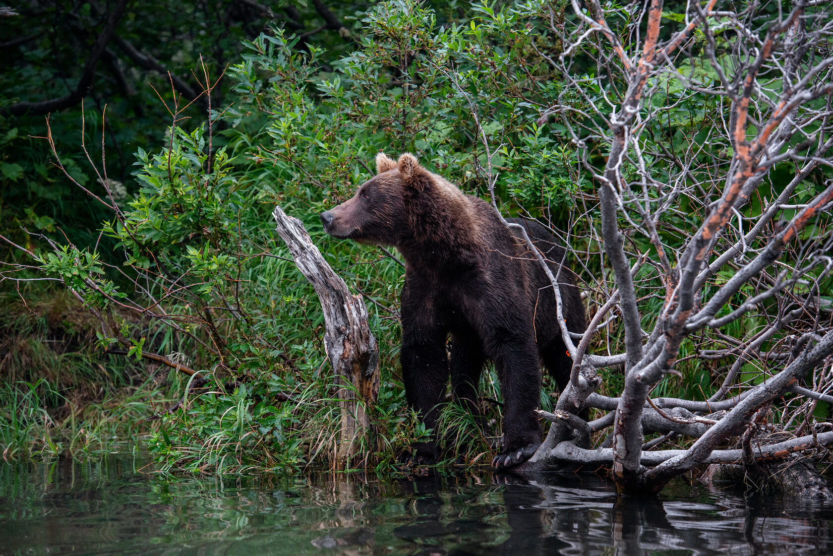 Медведь на рыбалке