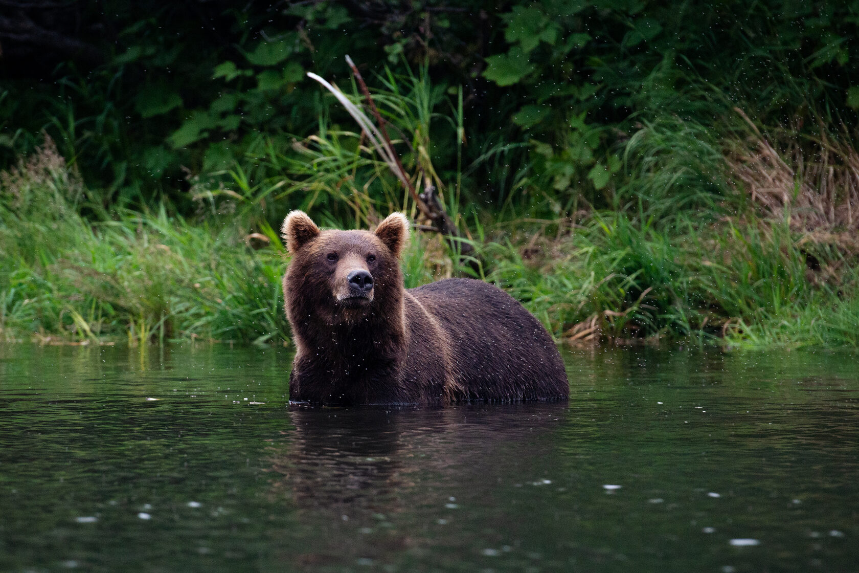 Медведь на реке
