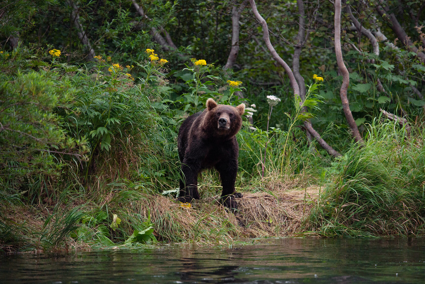 Медведи Камчатки
