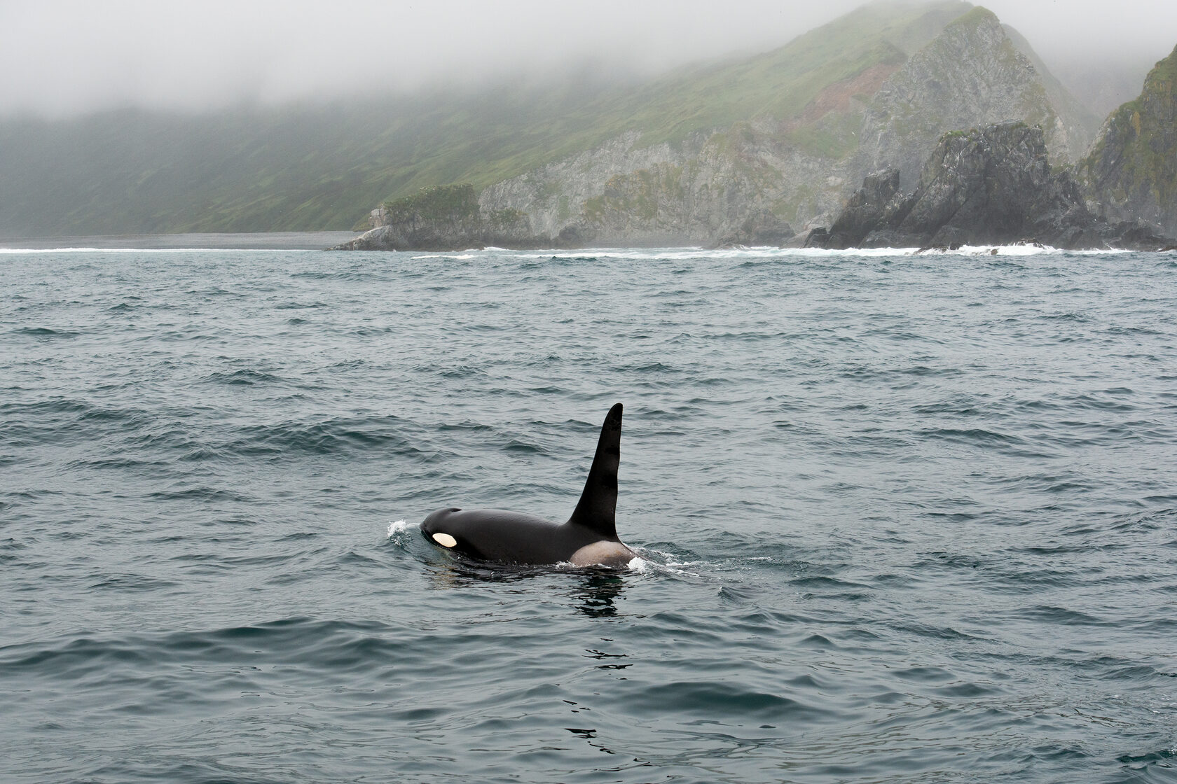 Косатка в океане