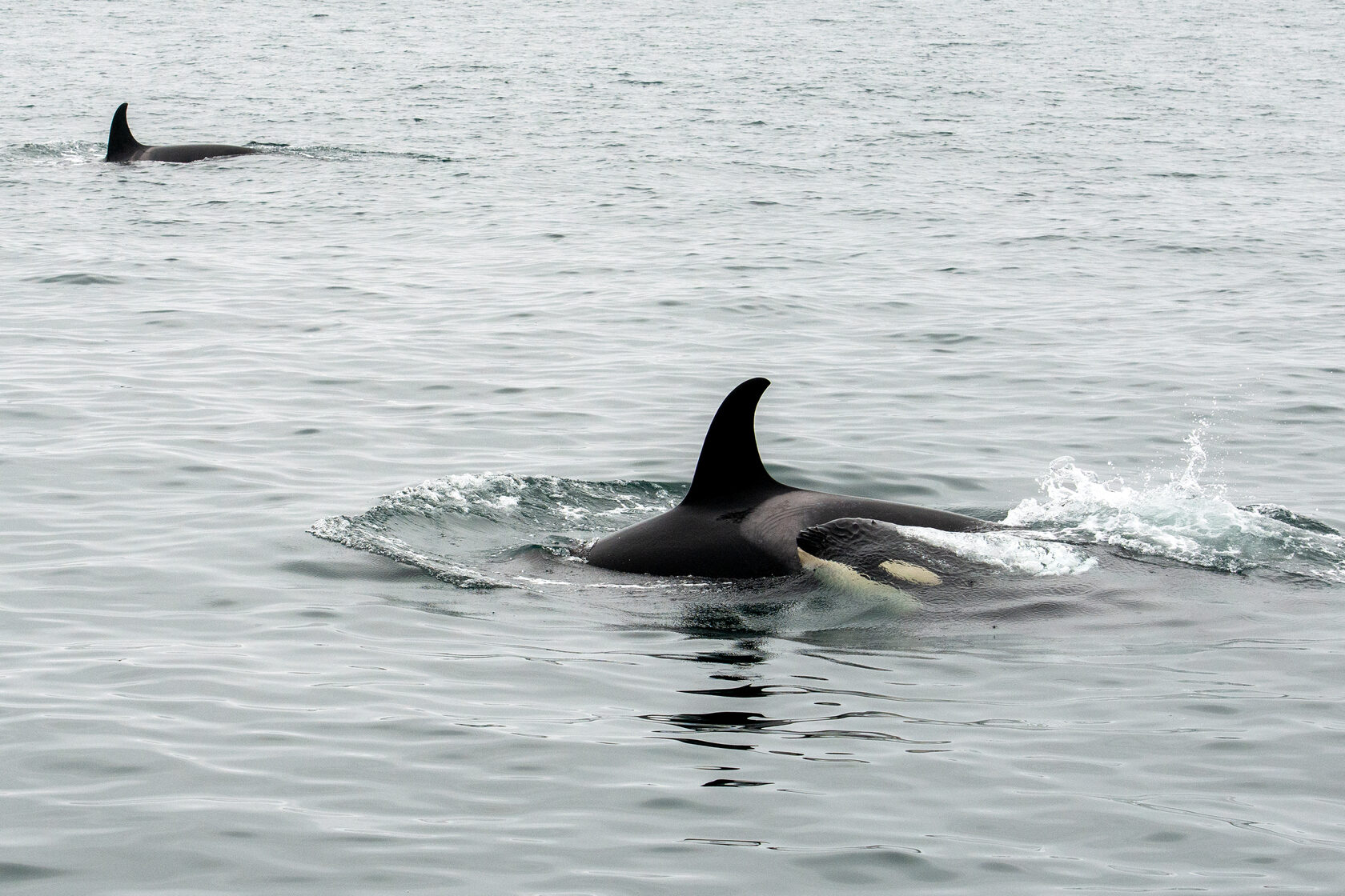 Плавник косатки