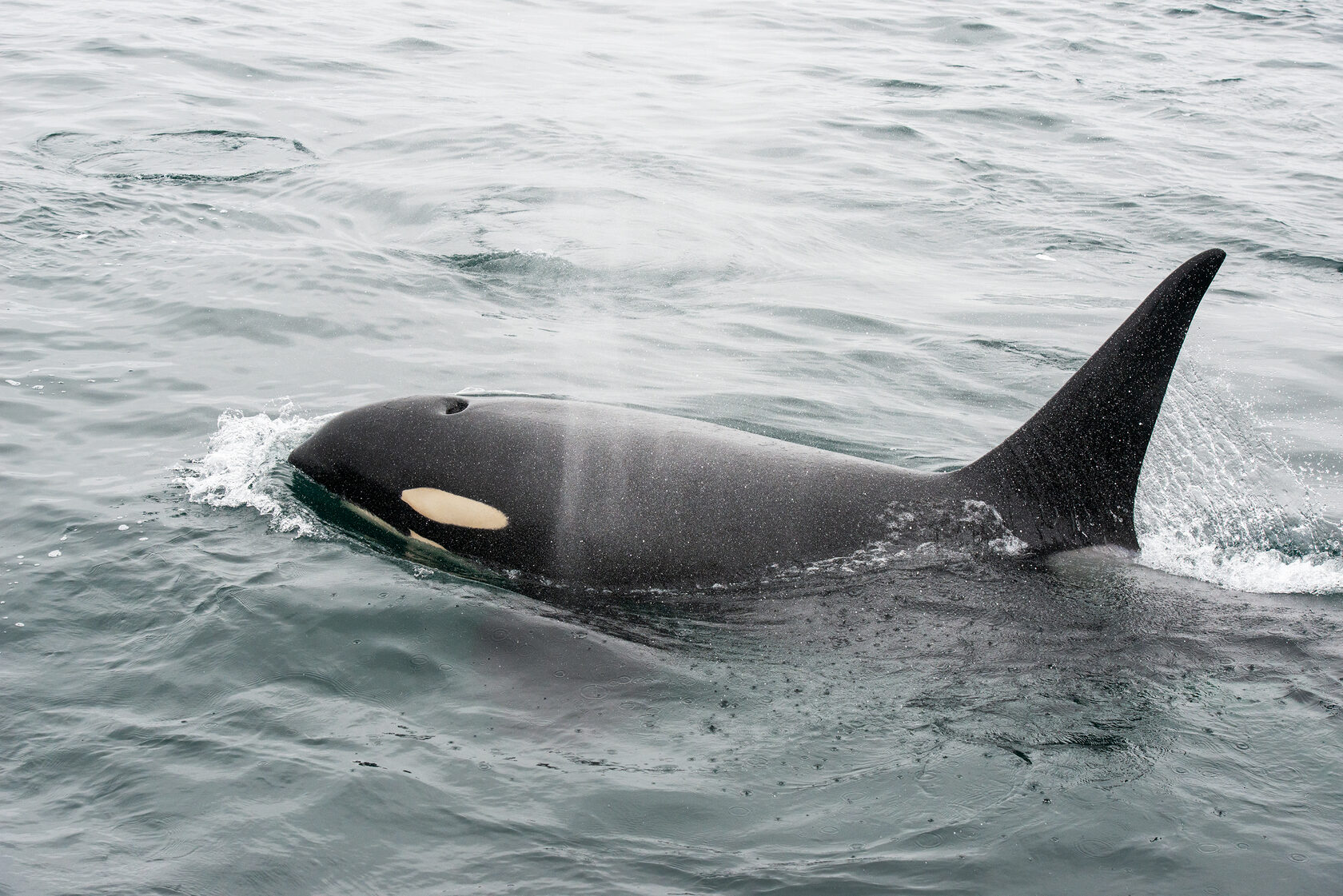 Косатки Камчатки