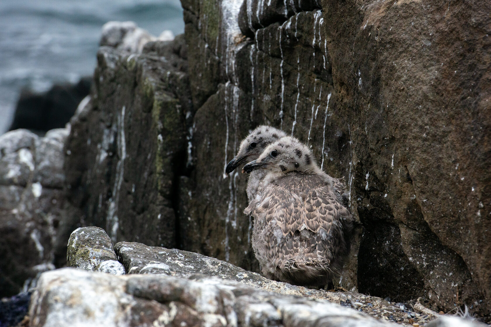 Птичий базар Камчатки