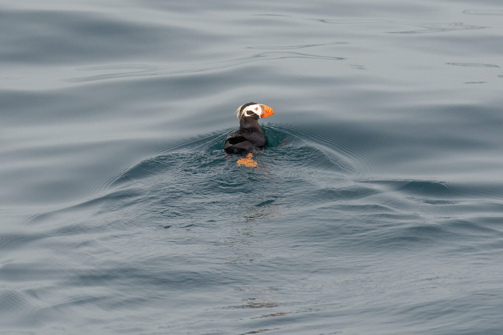 Морские птицы