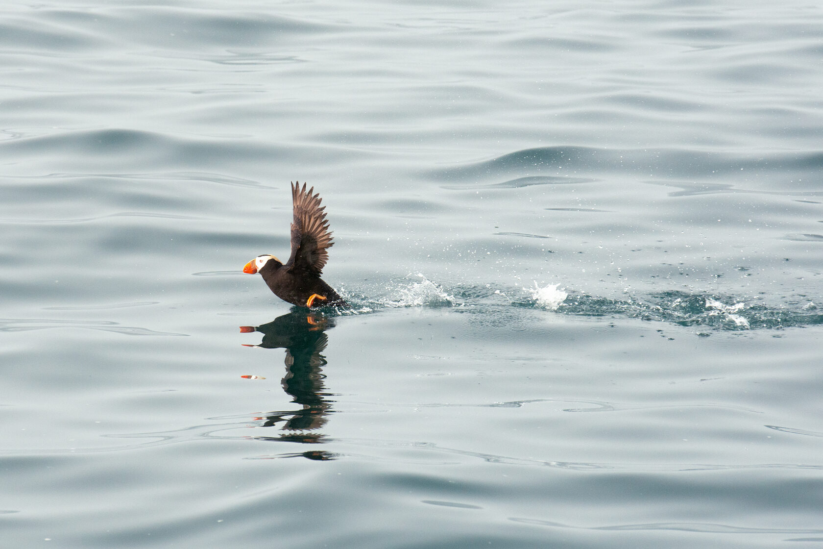 Птицы на скалах