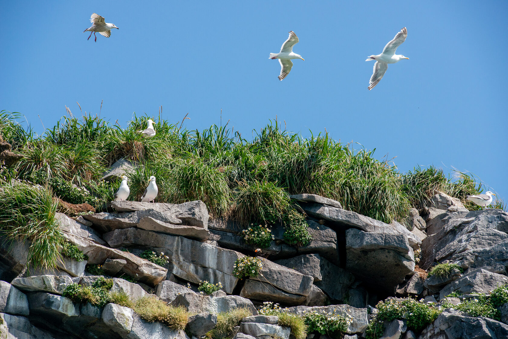 Птичья колония