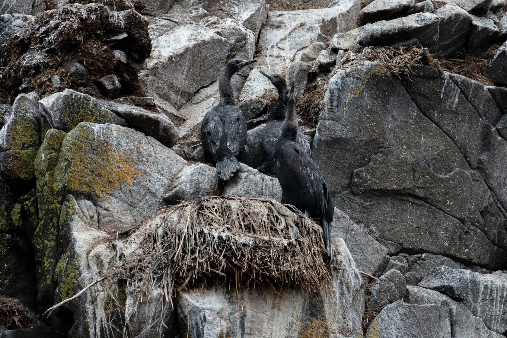 Птицы Камчатки