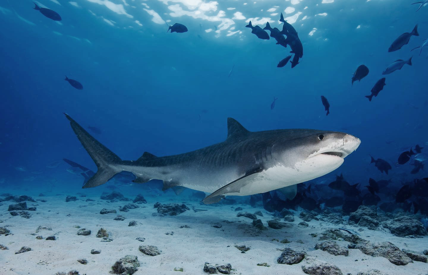 Тигровая акула