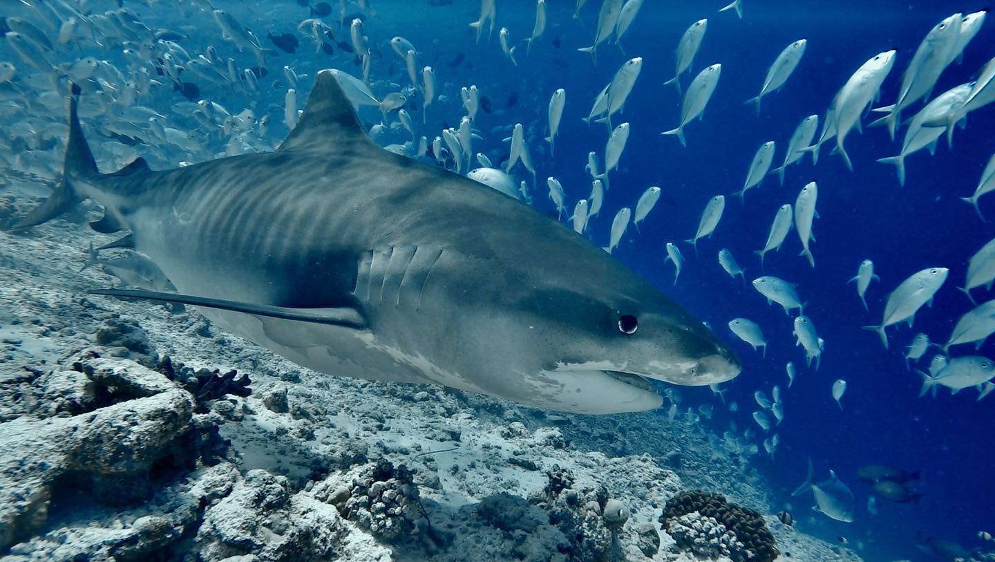 Дайвинг с тигровыми акулами