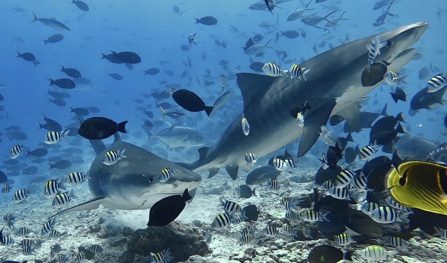 Тигровая акула вблизи