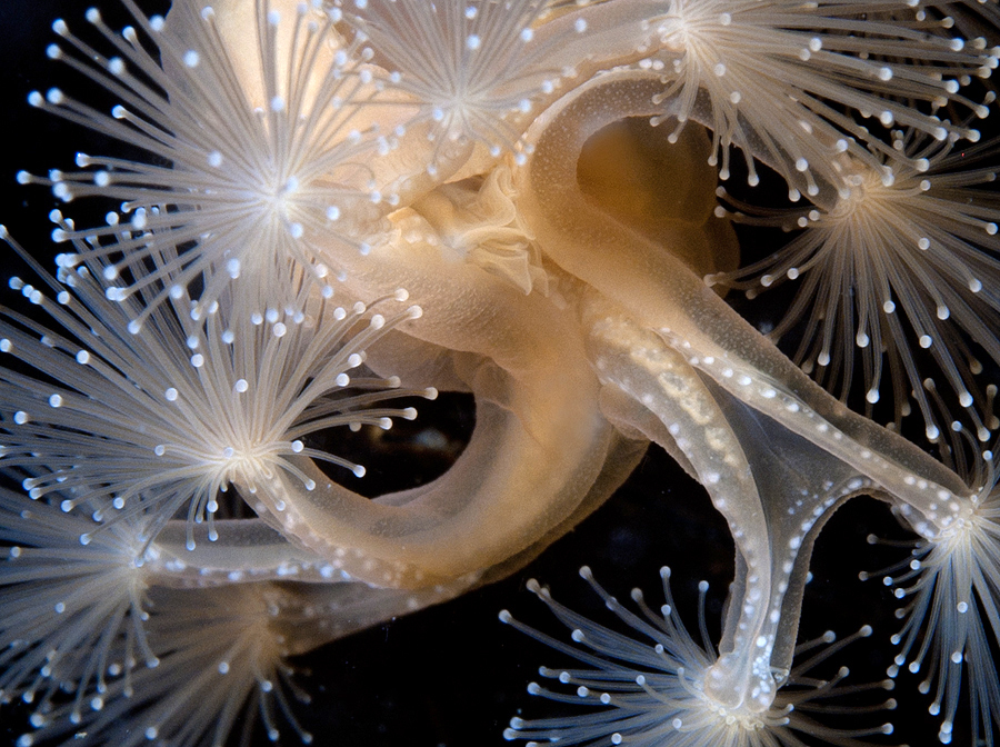 Подводный мир Белого моря