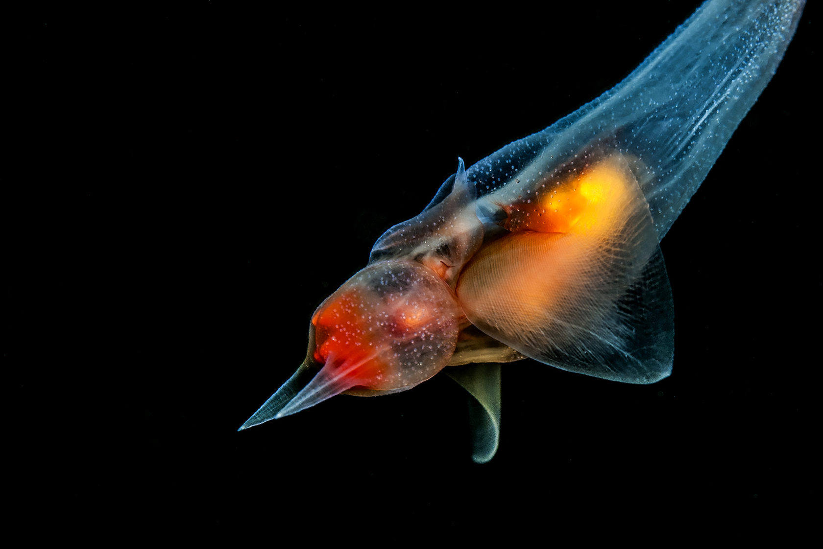 Подводная фотография