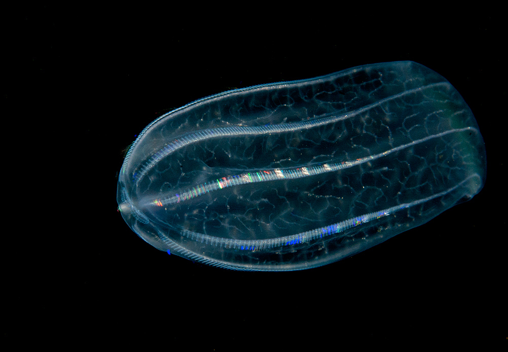 Подводный мир