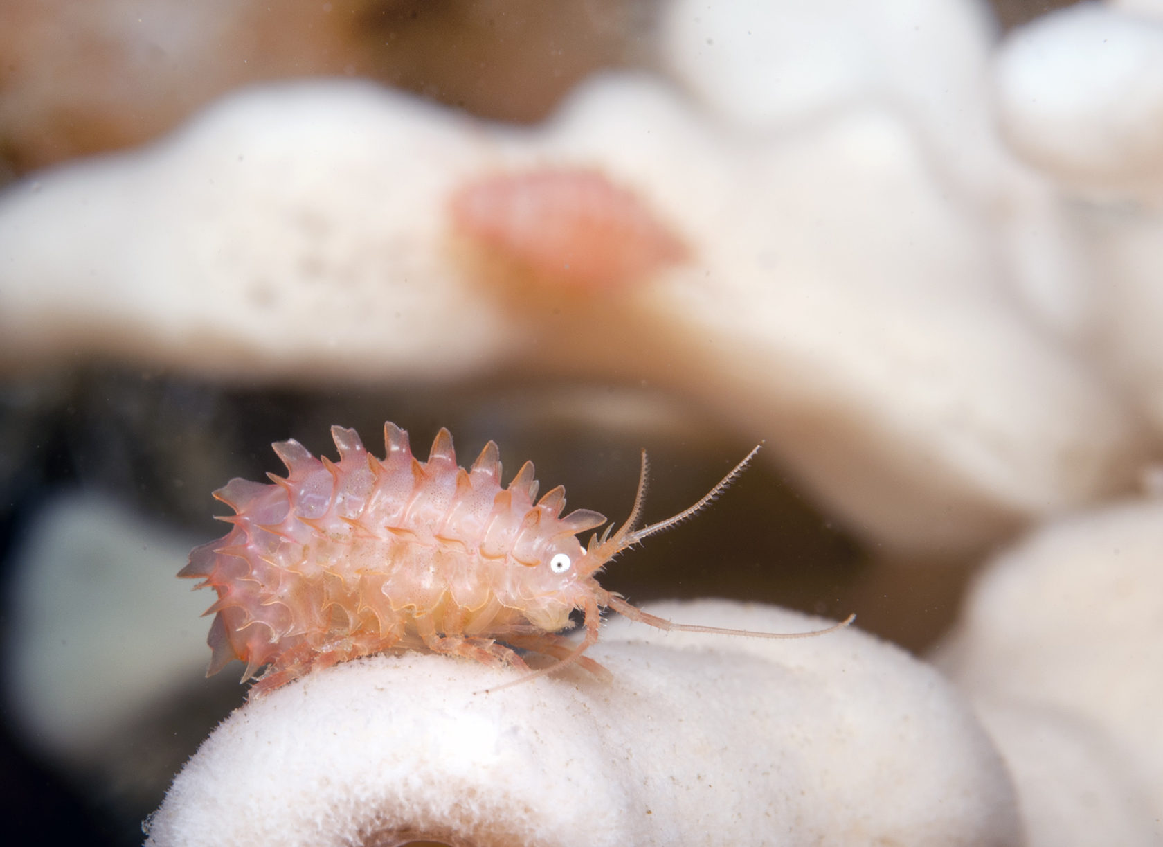 Арктический дайвинг