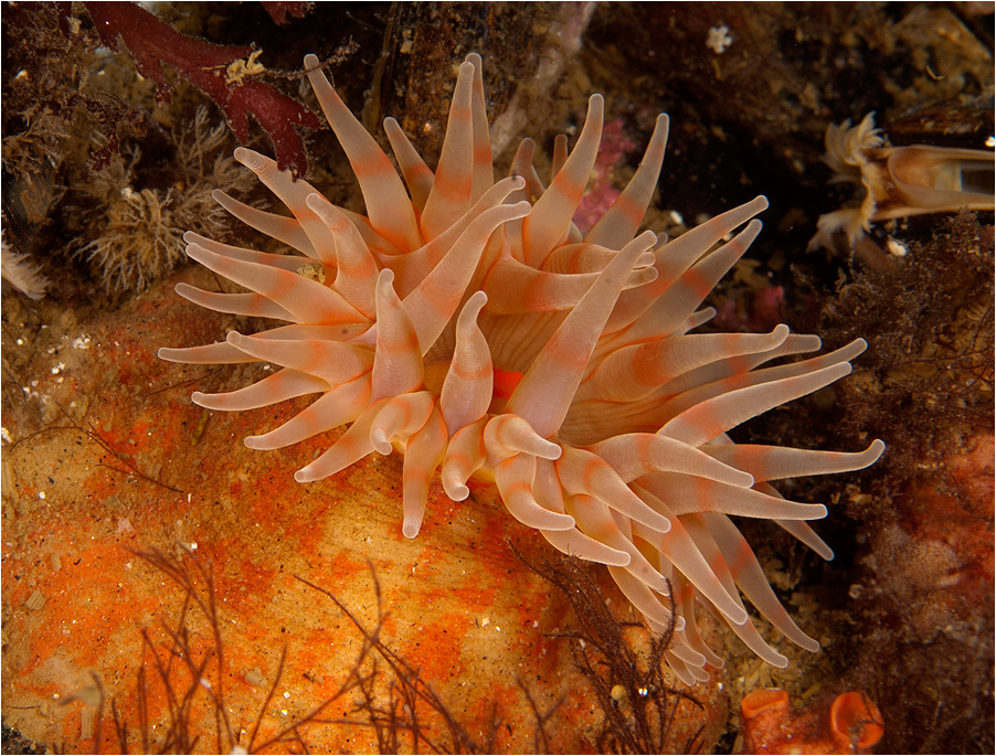 Морские обитатели