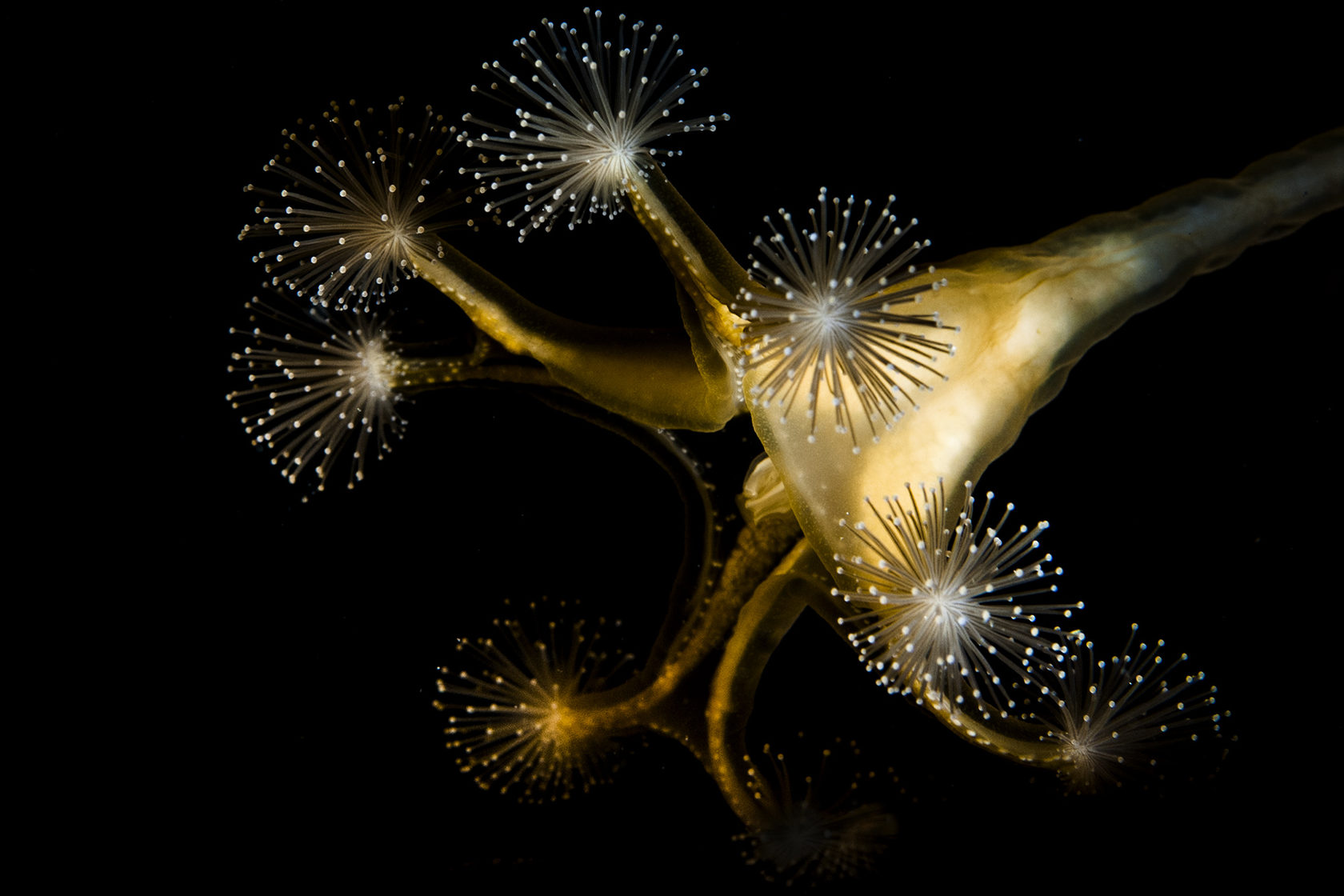 Подводная жизнь