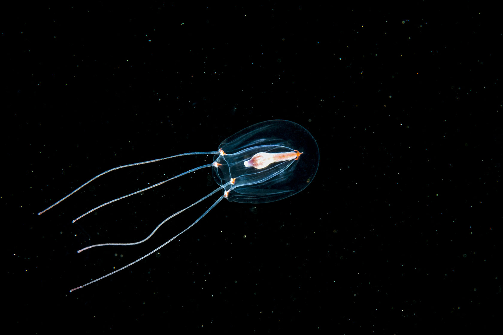 Подводный мир Арктики