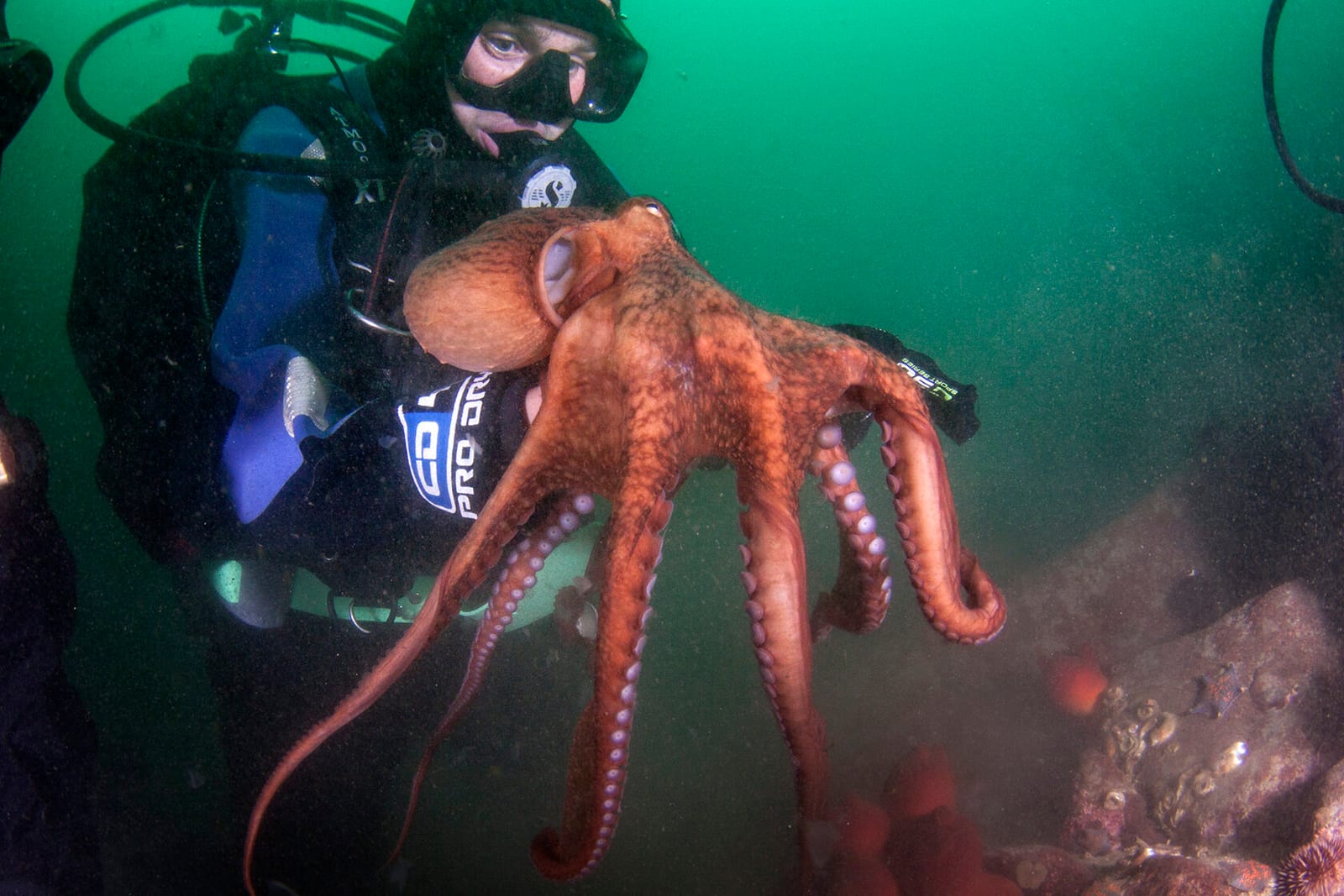 Японское море, сентябрь 2021