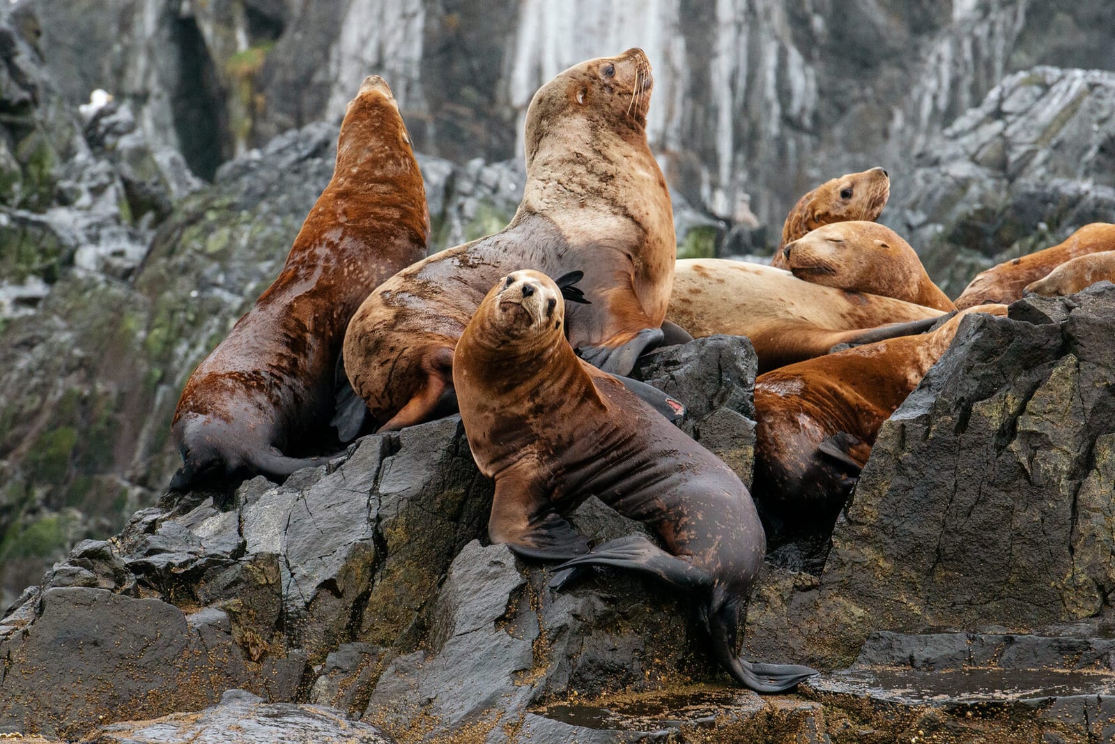 Дикие обитатели Камчатки