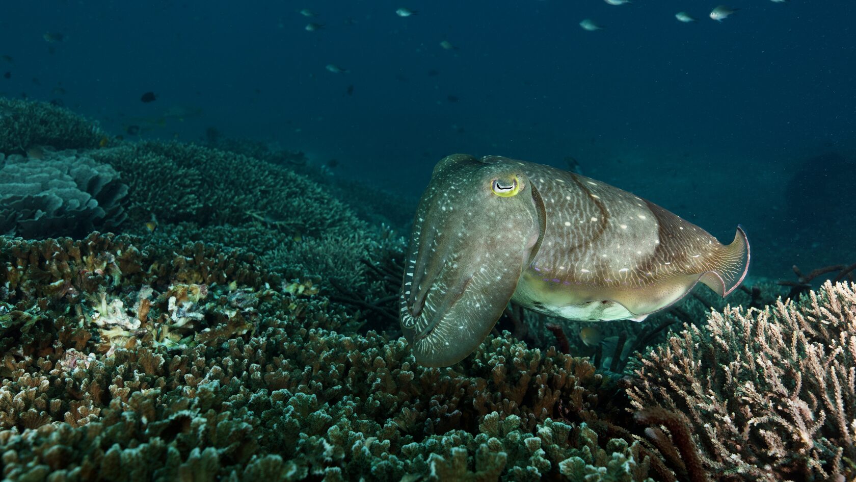 Индонезия, май 2024