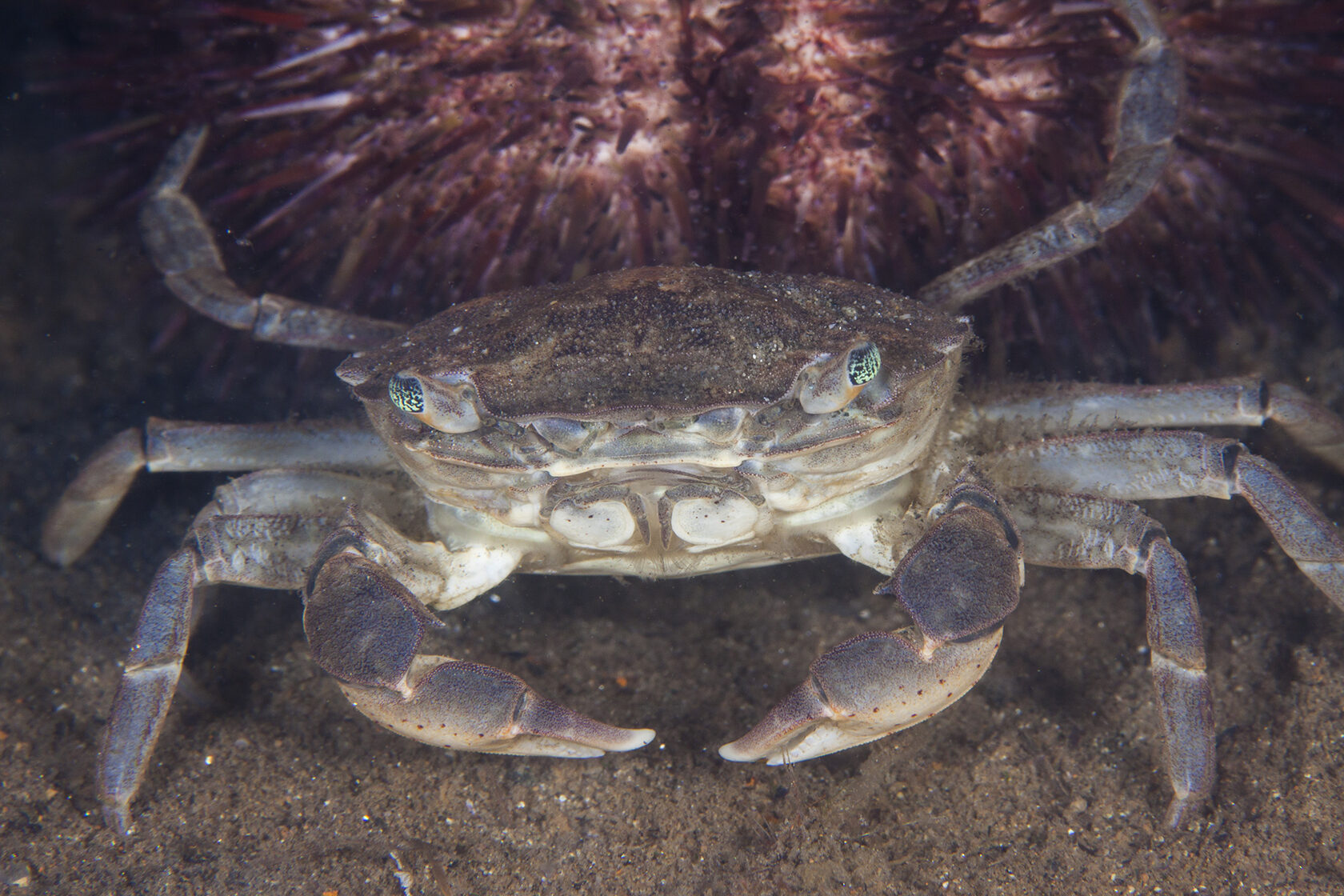 Японское море, сентябрь 2021