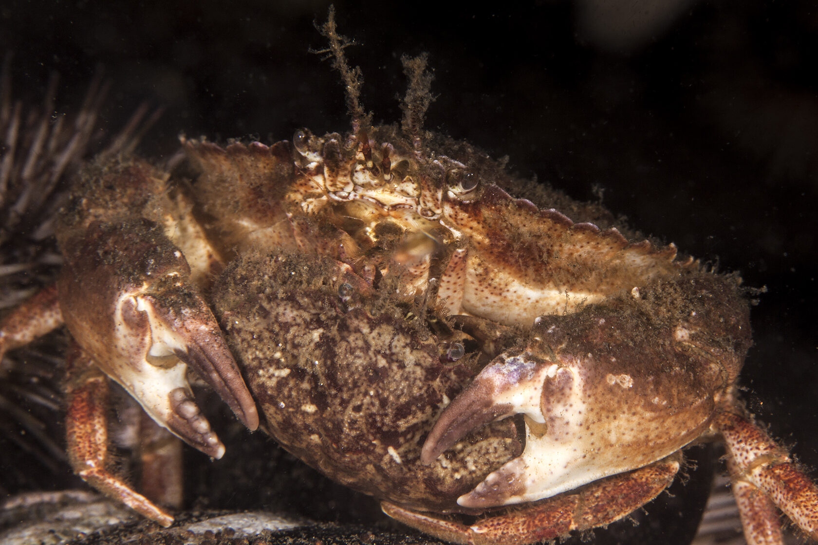 Японское море, сентябрь 2021