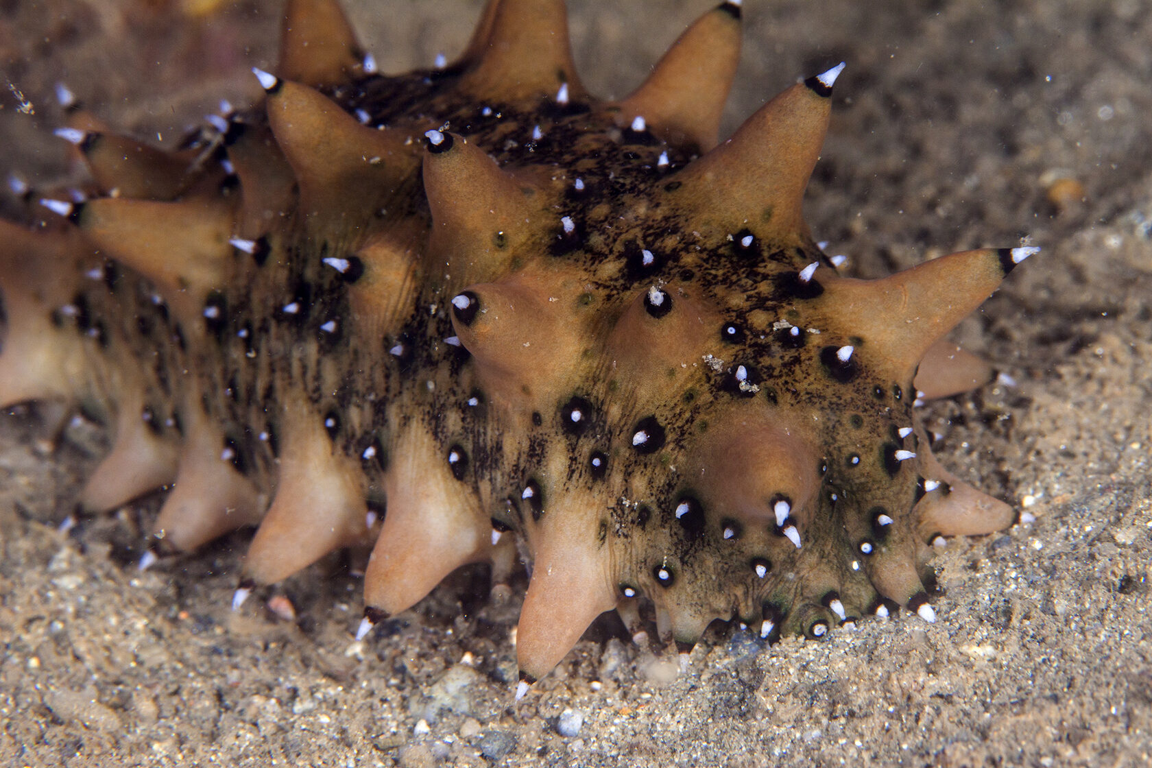 Японское море, сентябрь 2021