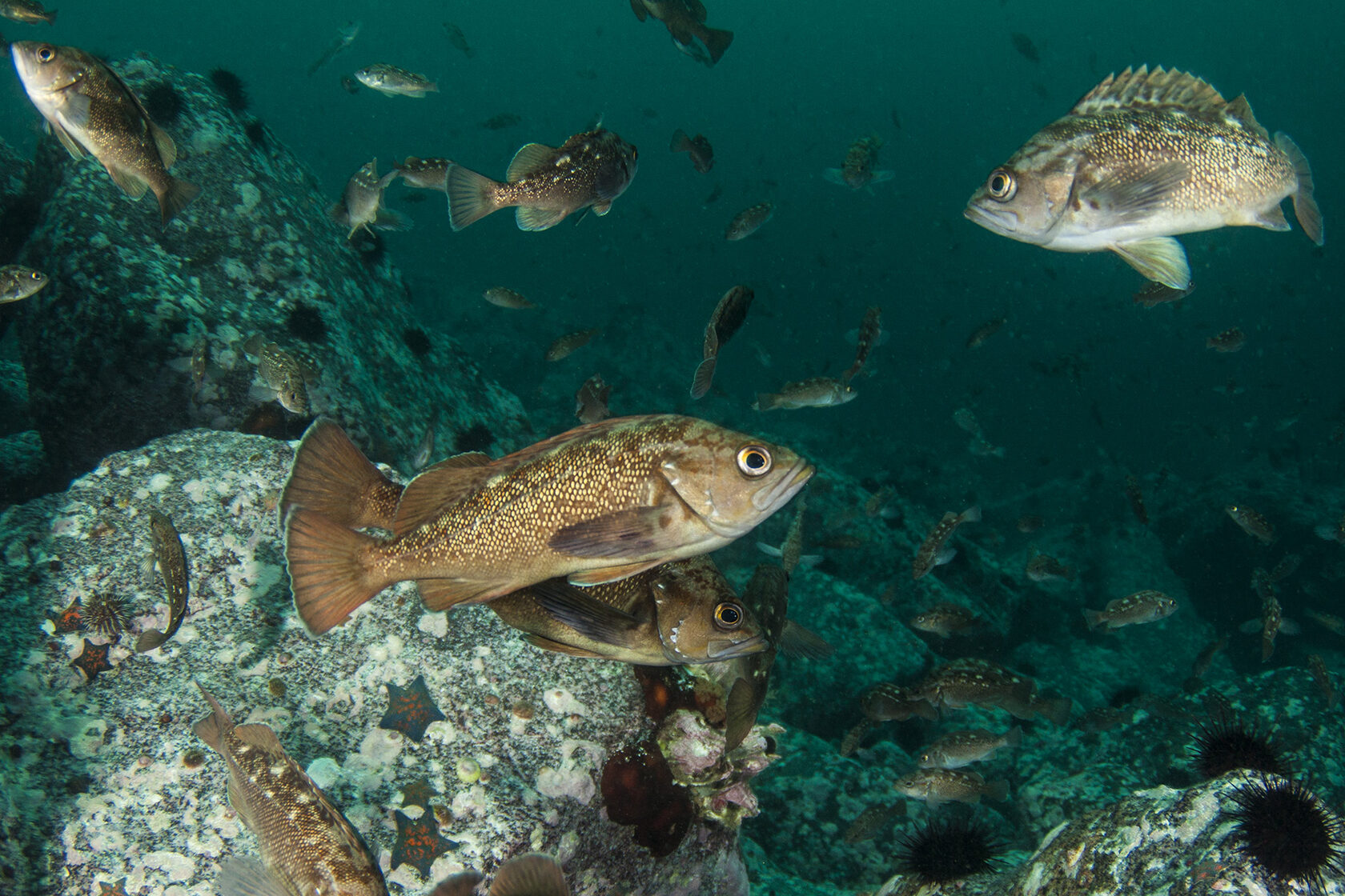 Японское море, сентябрь 2021