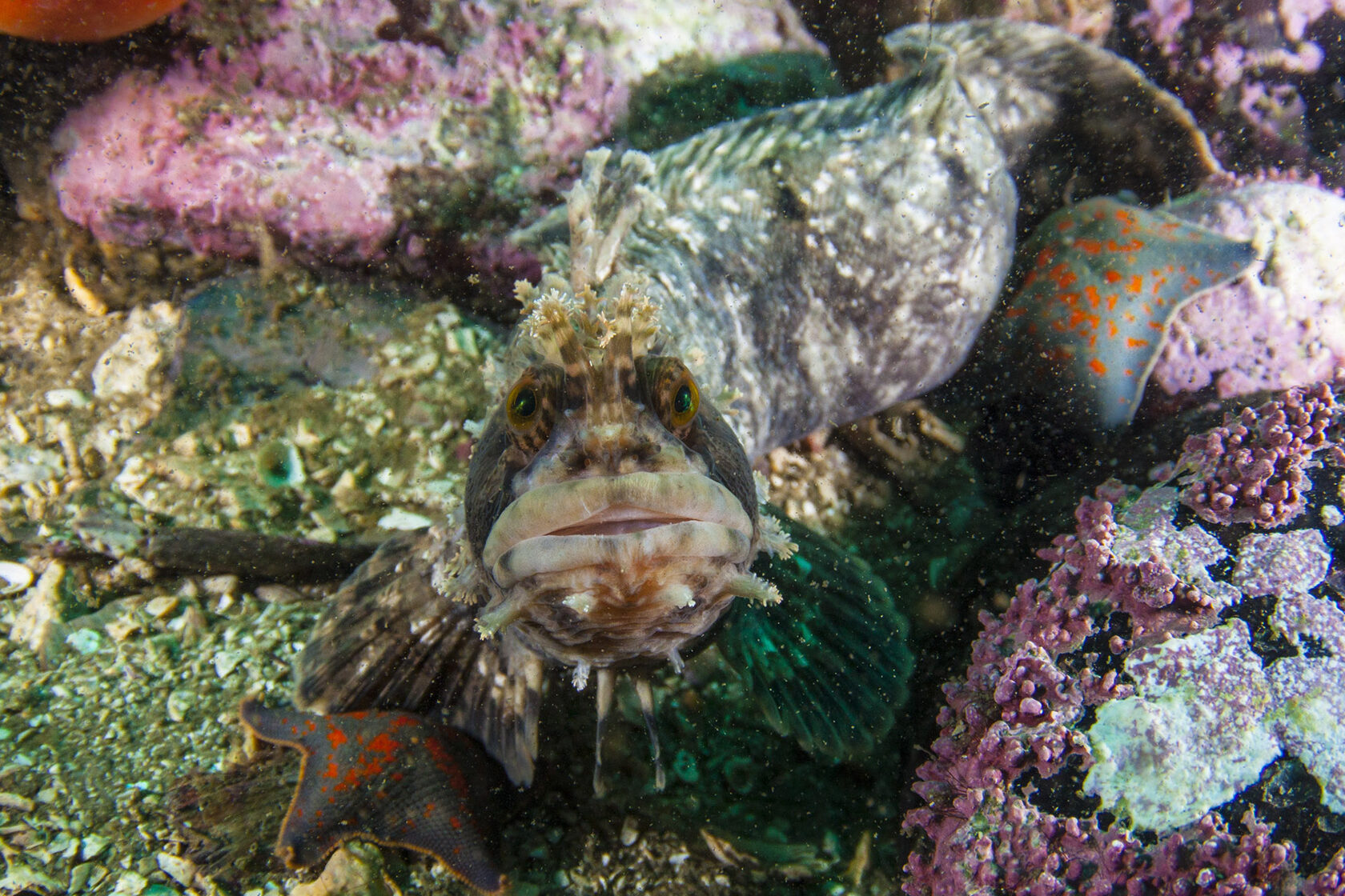 Японское море, сентябрь 2021