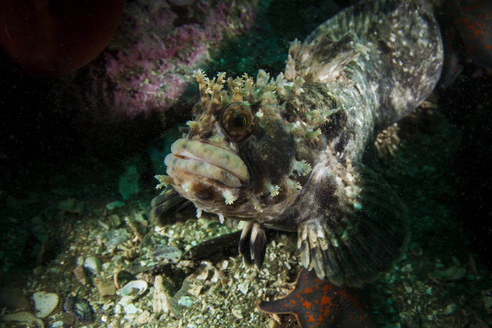 Японское море, сентябрь 2021