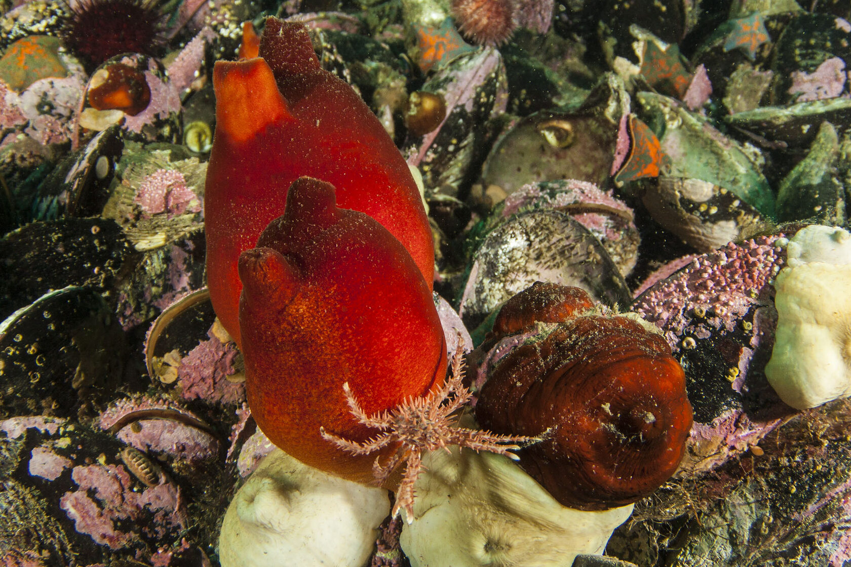 Японское море, сентябрь 2021