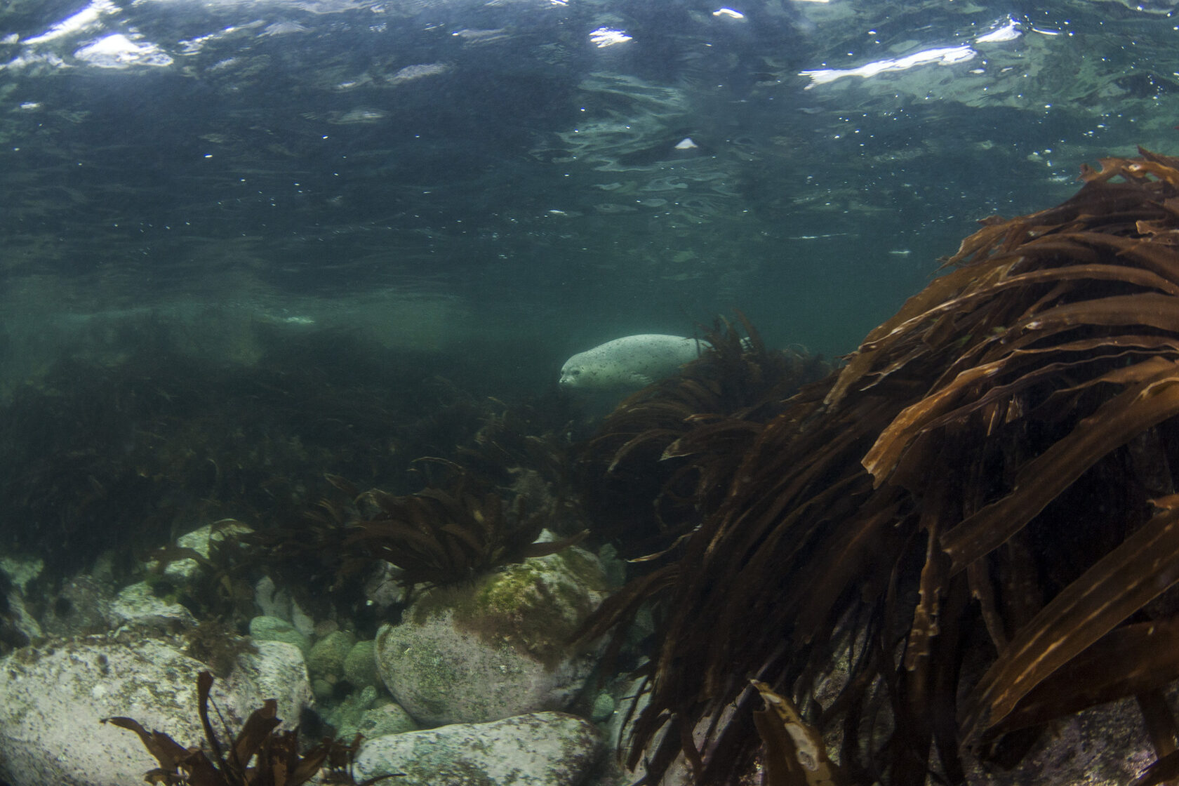 Японское море, сентябрь 2021