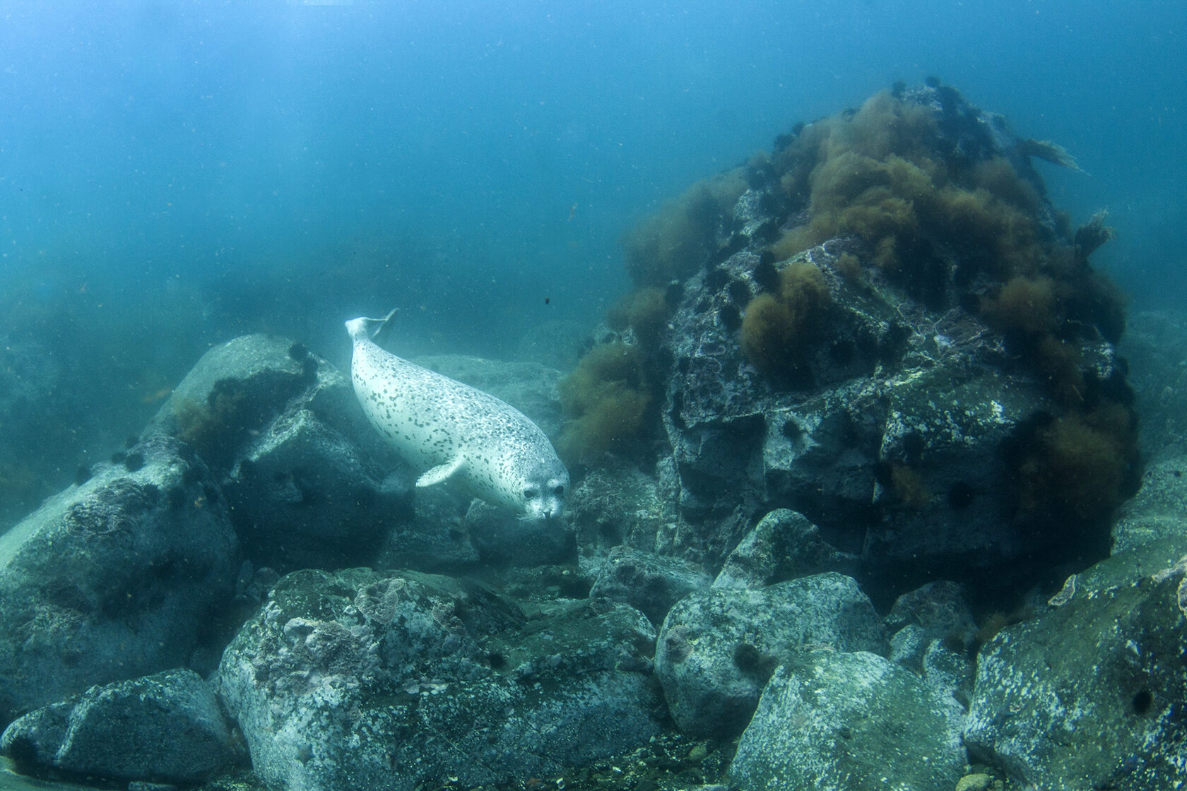 Японское море, сентябрь 2021