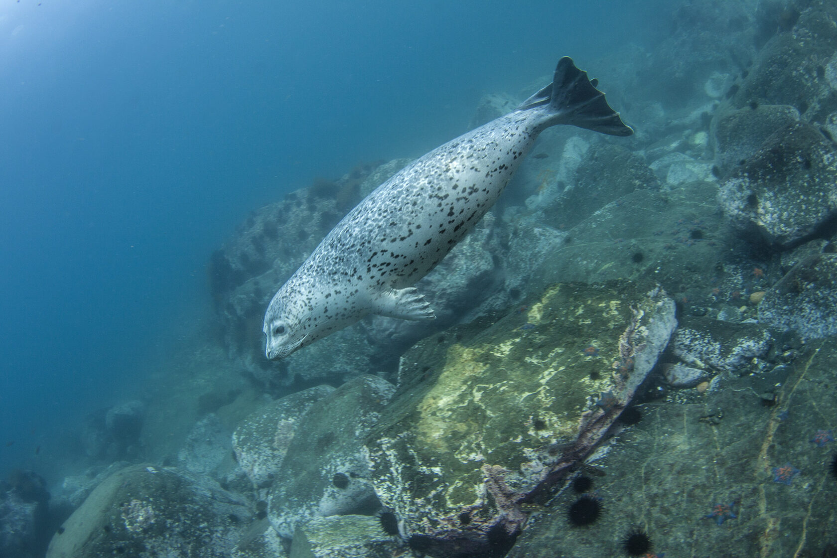 Японское море, сентябрь 2021