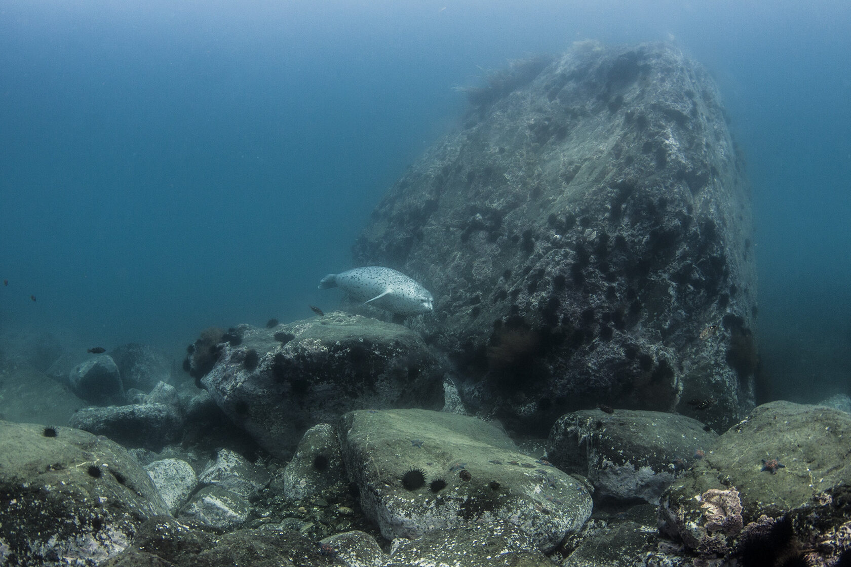 Японское море, сентябрь 2021