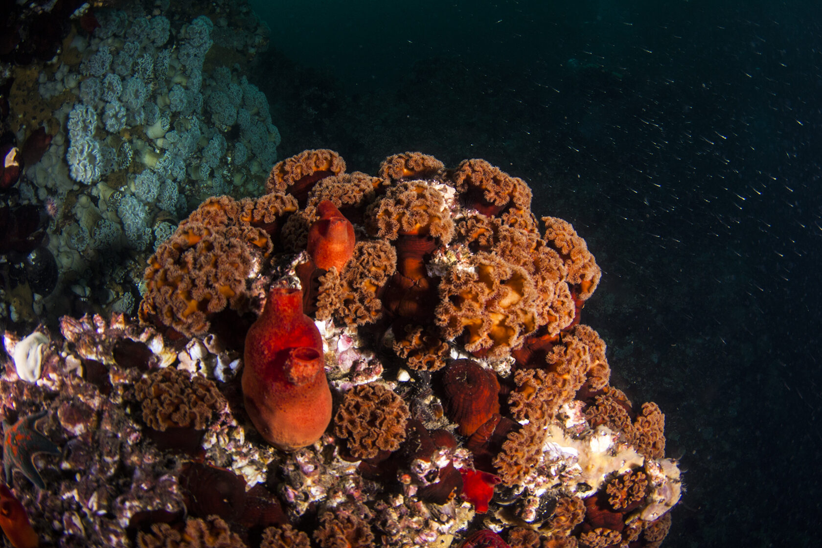 Японское море, сентябрь 2021