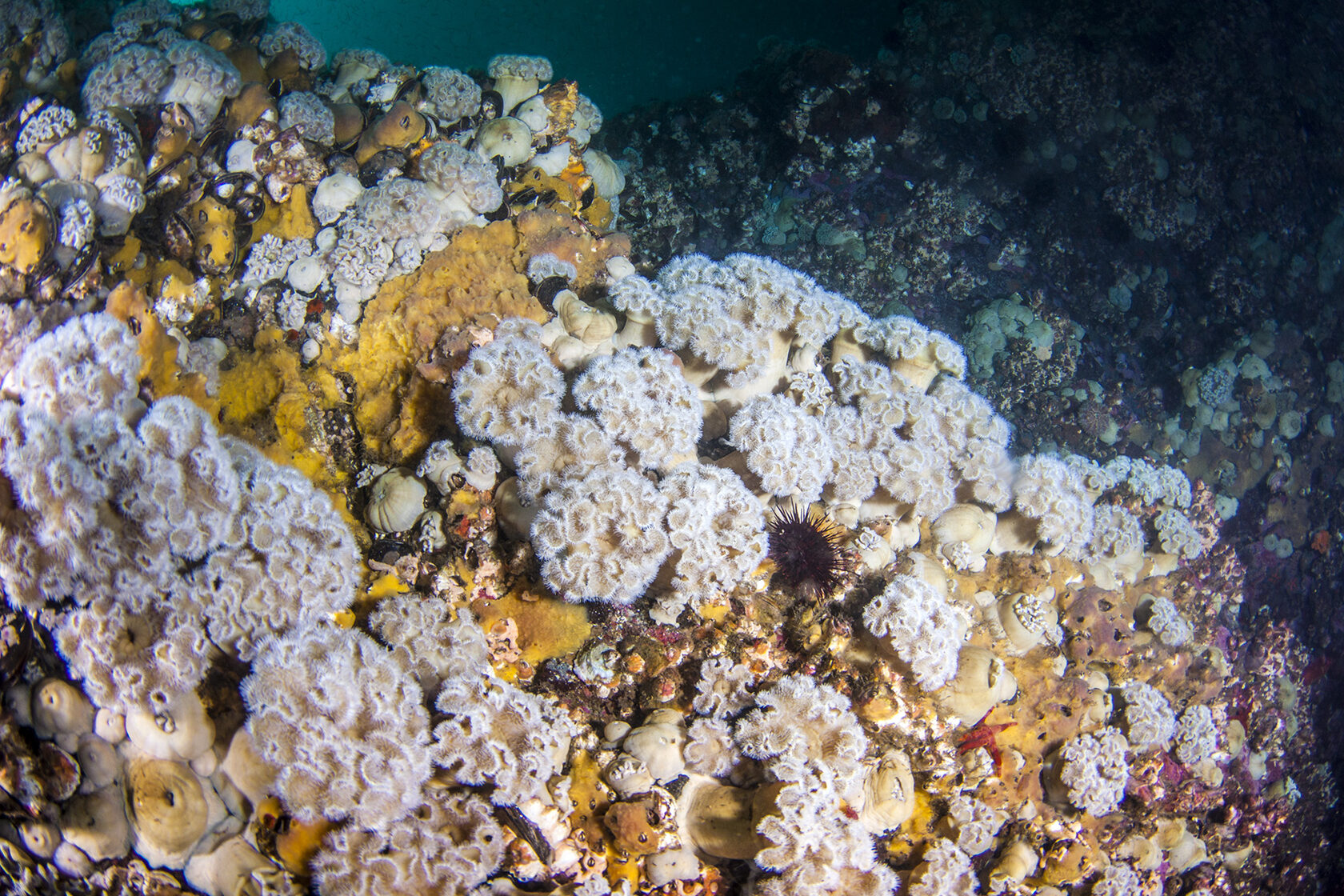 Японское море, сентябрь 2021