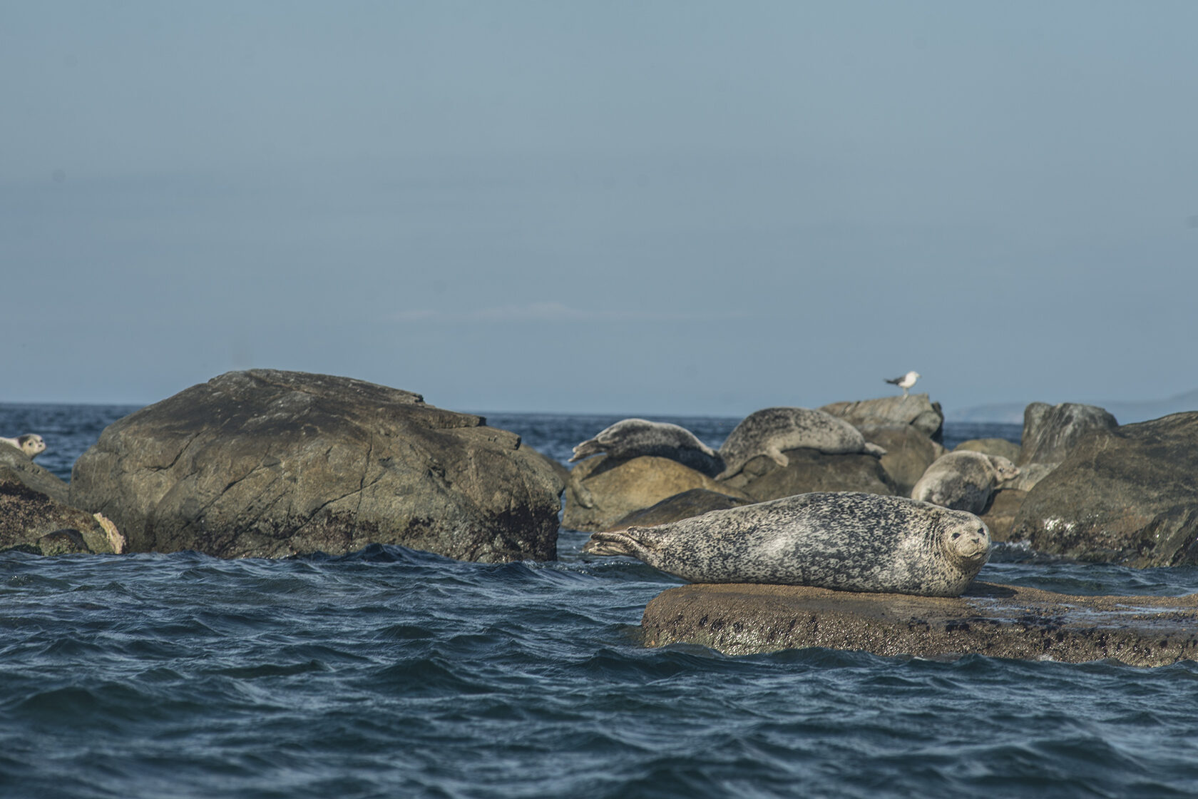 Японское море, сентябрь 2021