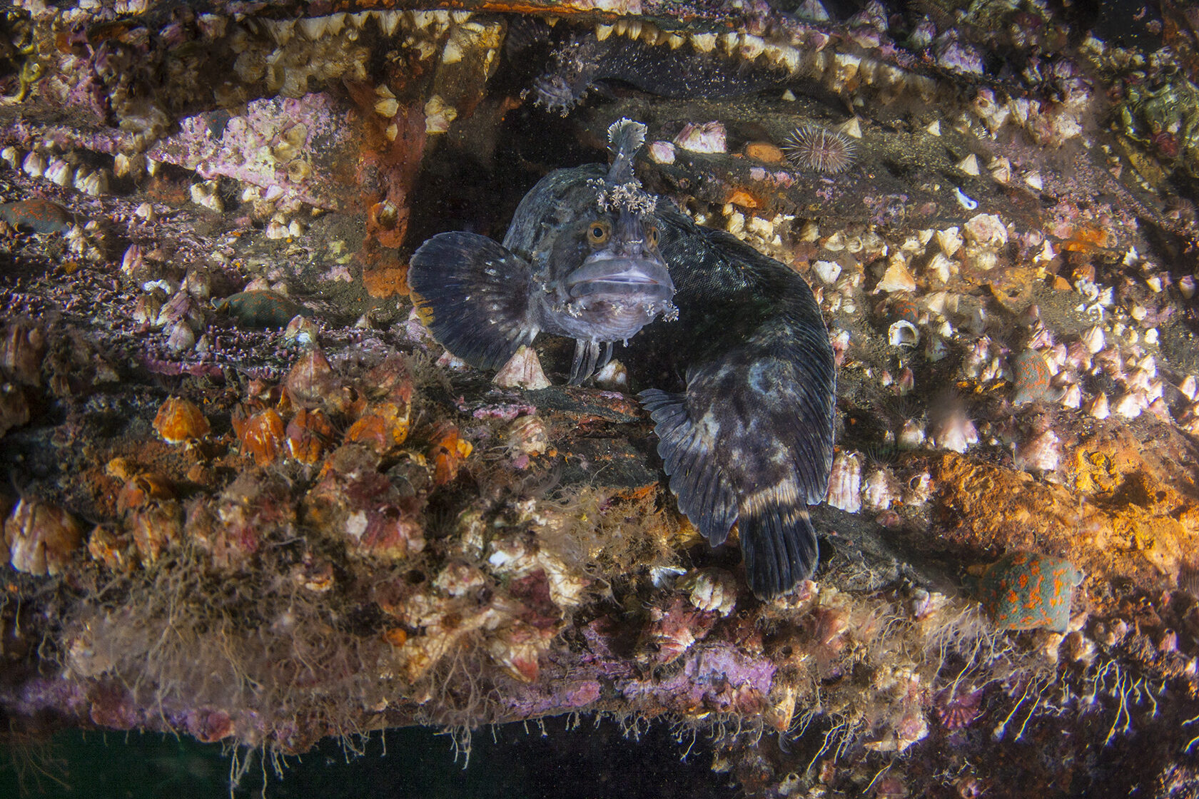 Японское море, сентябрь 2021