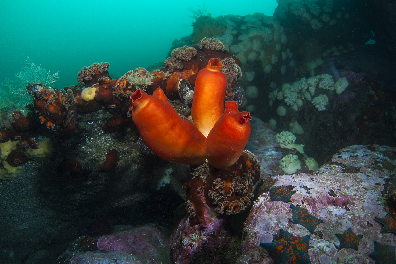 Японское море, сентябрь 2021