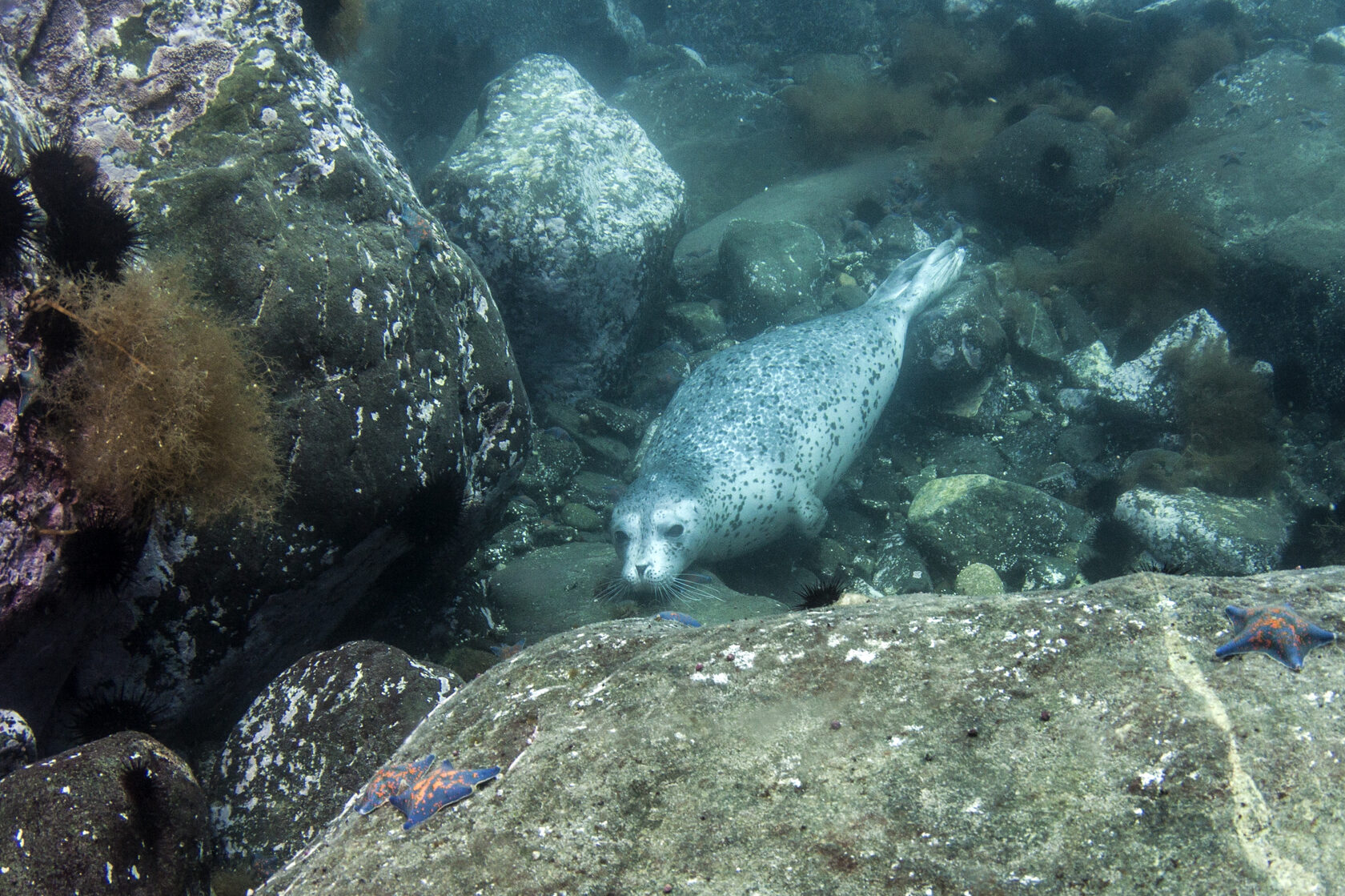 Японское море, сентябрь 2021